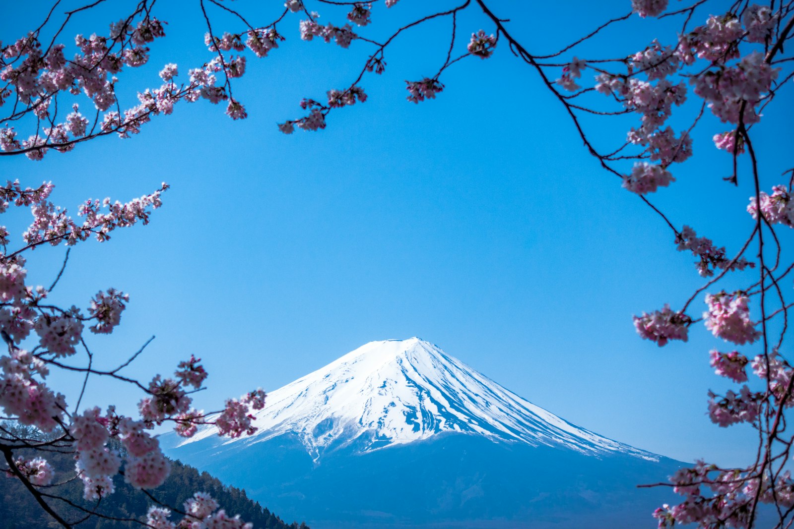 The Cherry Blossom Classic